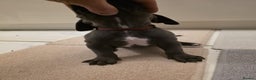Cane Corso dogs for sale: Ready to leave blue cane corso puppies - Advert 23