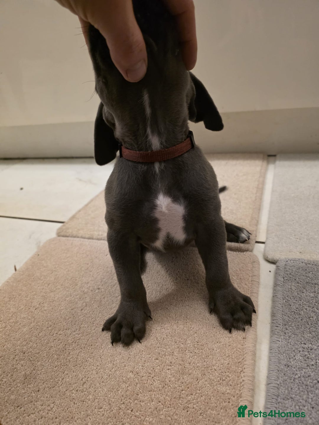Cane Corso dogs for sale: Ready to leave blue cane corso puppies - Advert 23