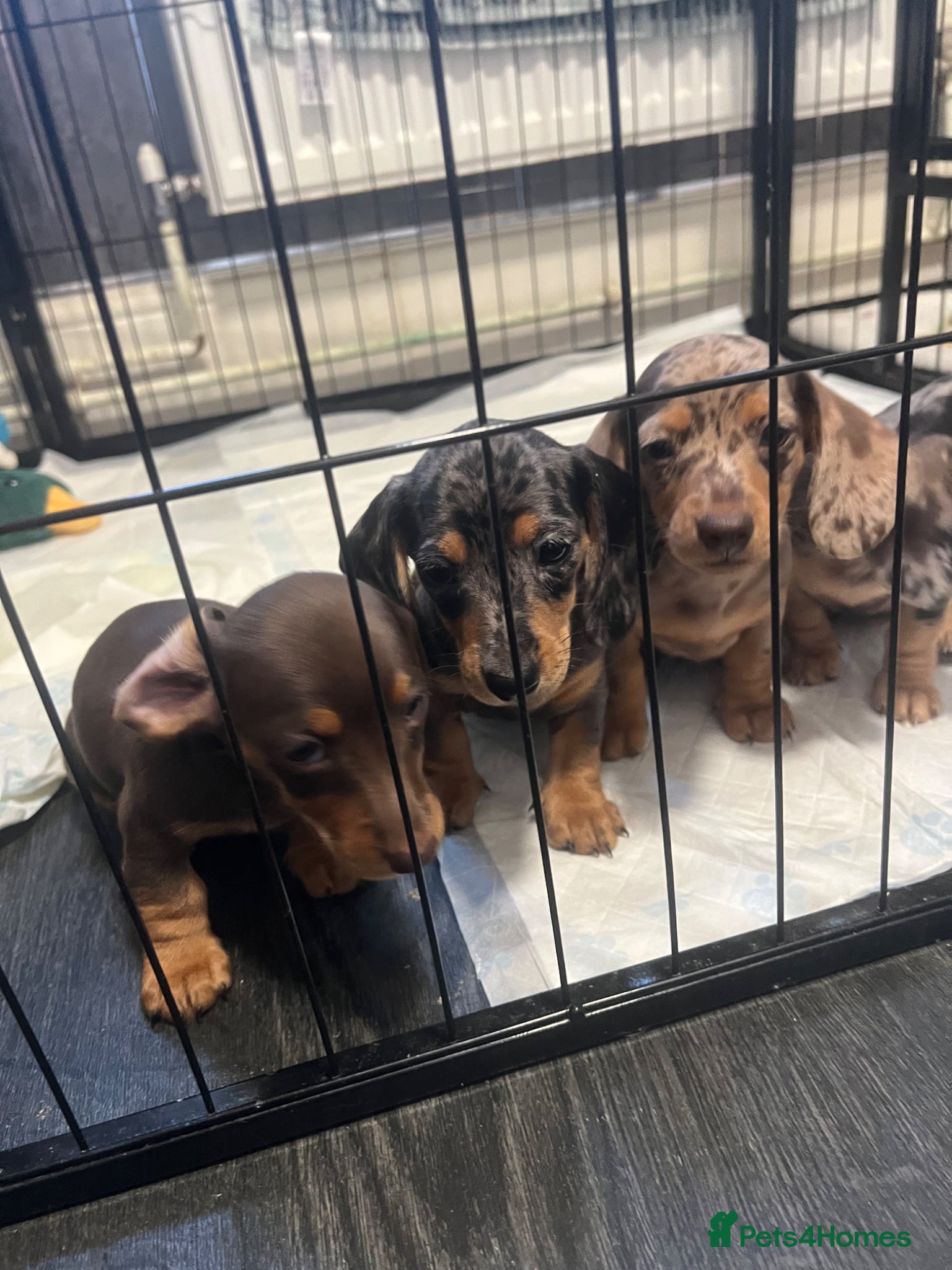 Miniature Dachshund dogs 🐾 ADORABLE MINIATURE DACHSHUND PUPPIES 🐾 - Advert 1