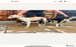 Mixed Breed dogs for sale: Saluki whippet greyhounds  - Image 18