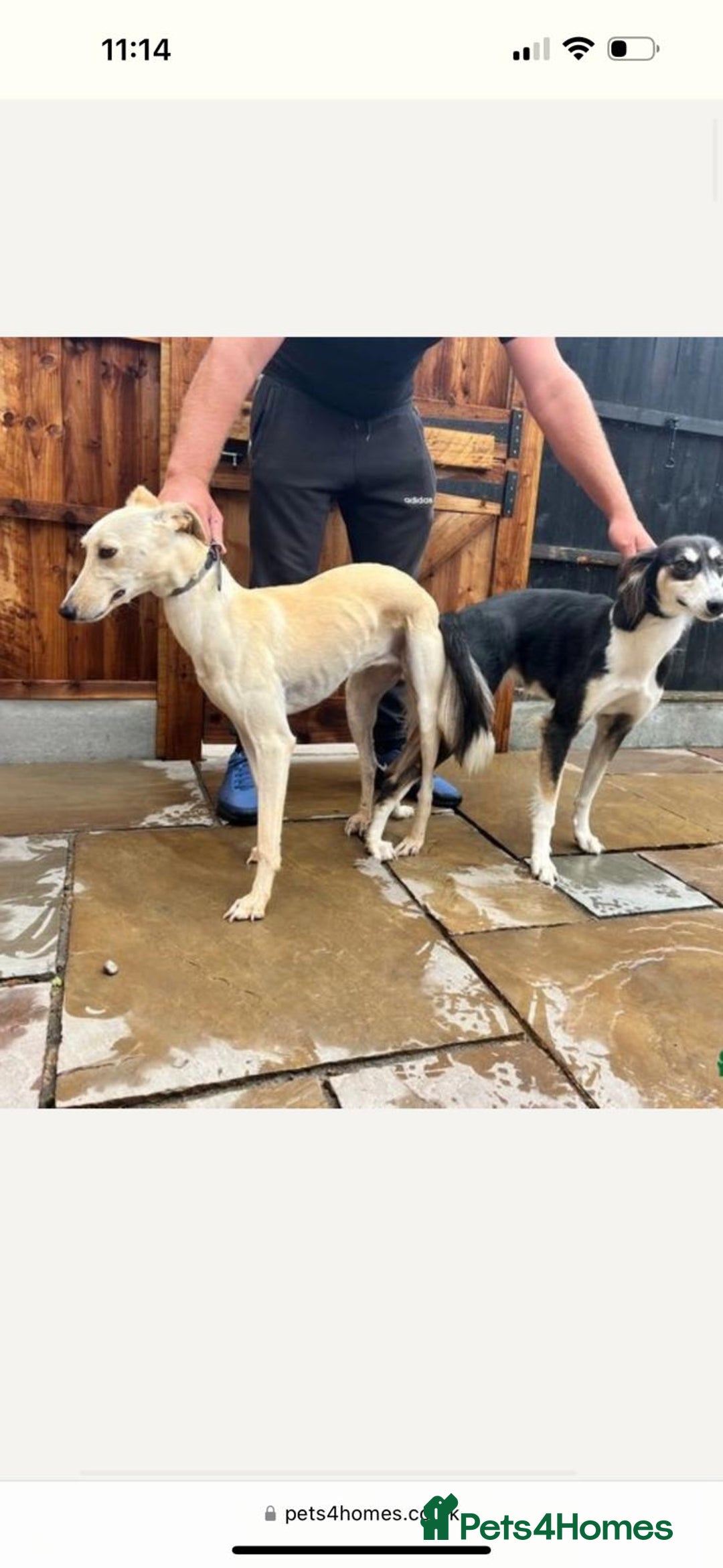 Mixed Breed dogs for sale: Saluki whippet greyhounds  - Image 18