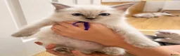 Ragdoll cats for sale:  Blue Ragdoll health tested ready now - Advert 20