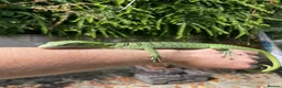 Monitor reptiles for sale: Varanus Reisengeri PAIR (Yellow Tree Monitors) - Advert 8