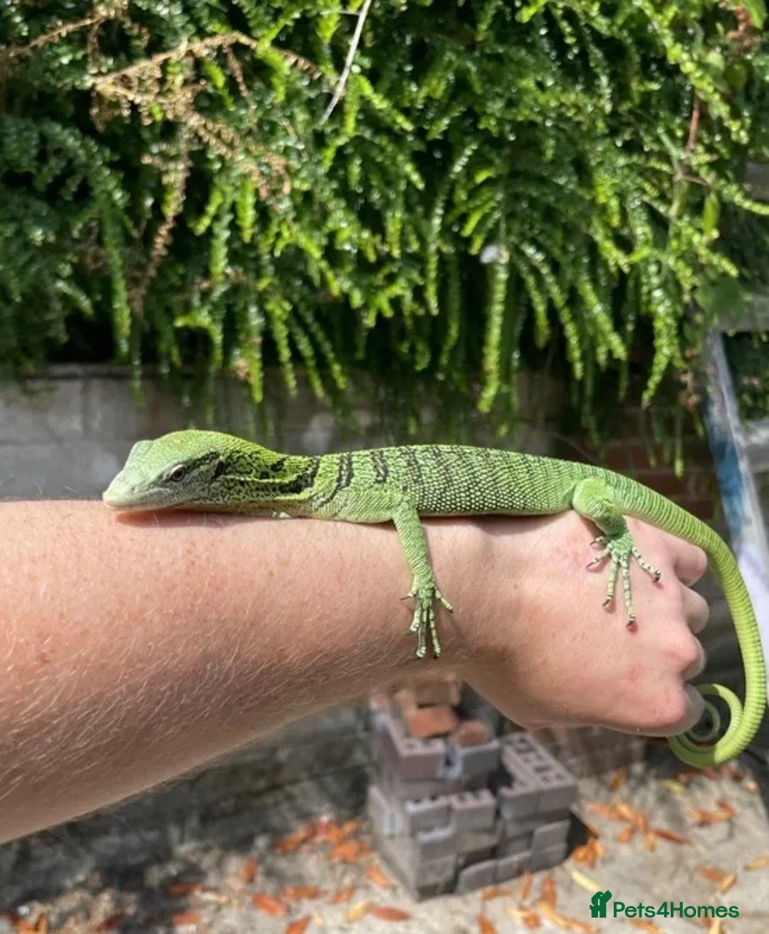 Monitor reptiles for sale: Varanus Reisengeri PAIR (Yellow Tree Monitors) - Advert 8
