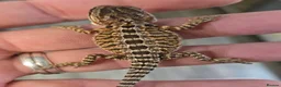 Bearded Dragon reptiles for sale: Red Monster blue bar and G stripe possible Chroma  - Advert 9