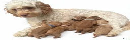 Cockapoo dogs for sale: cockapoo puppies! in Weymouth - Advert 1