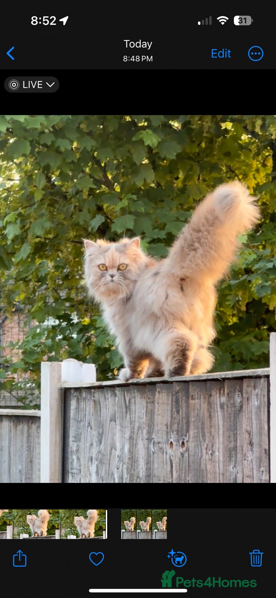 Persian cats Pure bred beautiful persian kittens  - Advert 1