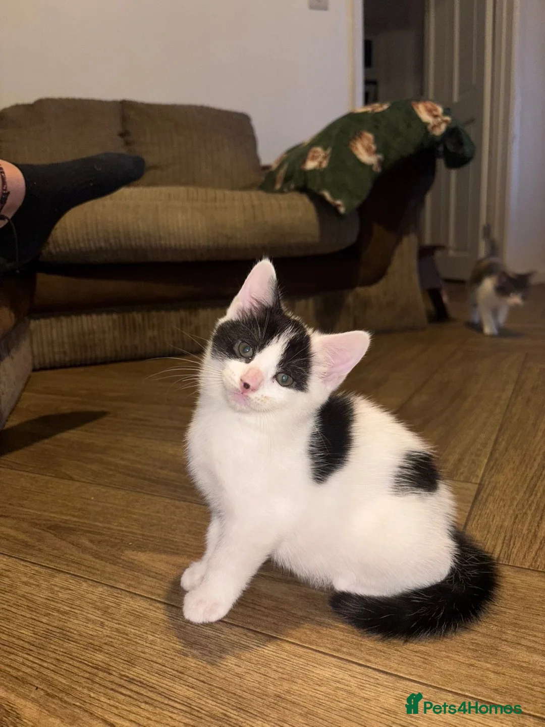Mixed Breed cats for sale: Just over 10 week old male kitten in Liskeard - Advert 2