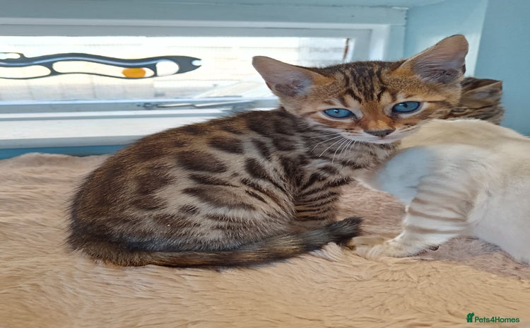 Bengal cats - Advert 4