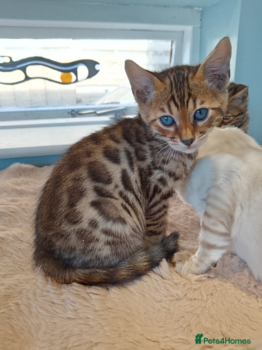 Bengal cats for sale: Tica RG F5 pure bengals - Image 8