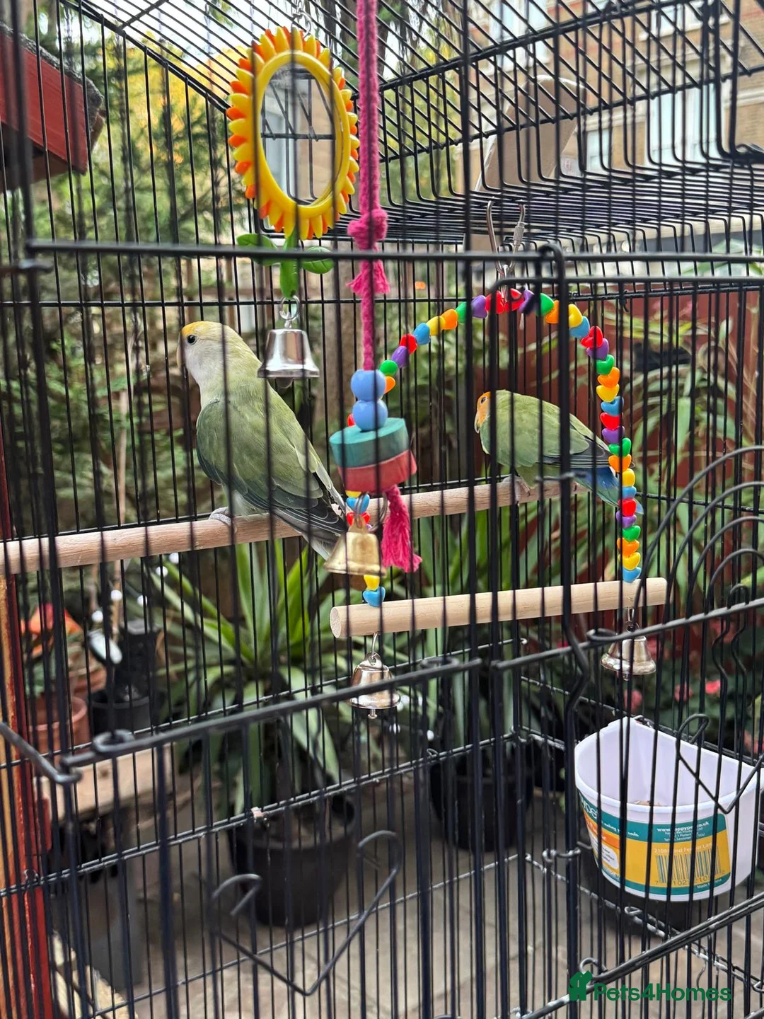 Lovebirds birds for sale: Female and Male Lovebirds,located- Stoke Newington - Advert 2