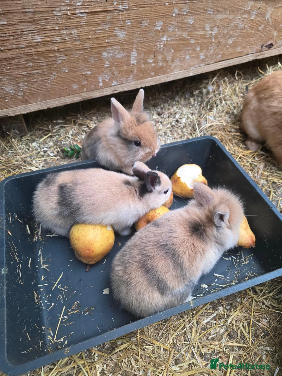 Mixed Breed rabbits for sale: Lionhead x dwarf lop in Grantham - Advert 2