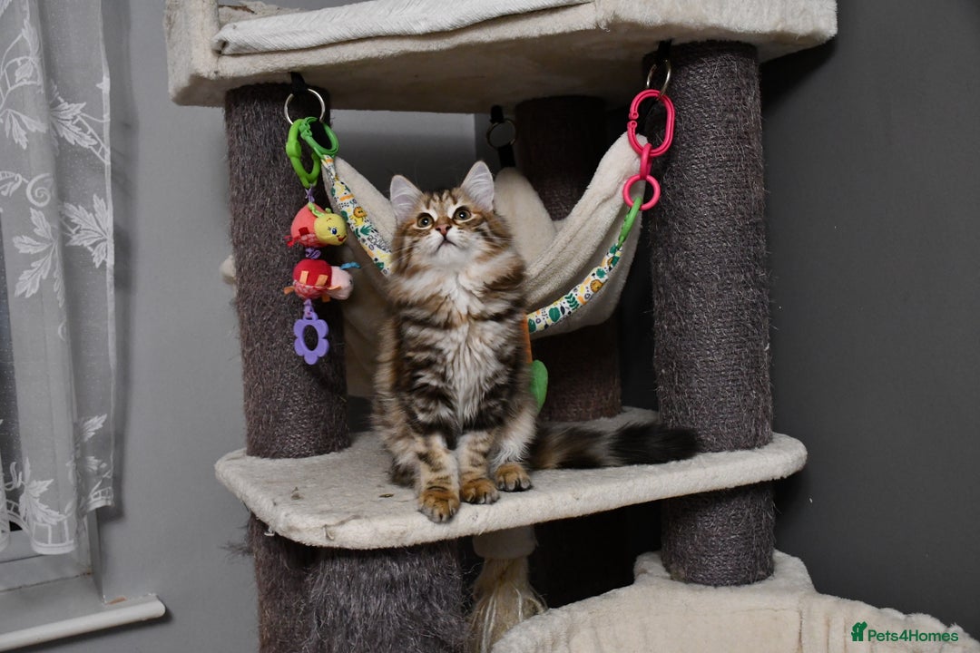 Siberian cats for sale: Siberian From Tunguska House Cattery - Advert 24