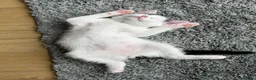 Mixed Breed cats for sale: Stunning 4 Tabby  Kittens Ready for Homes - Advert 6