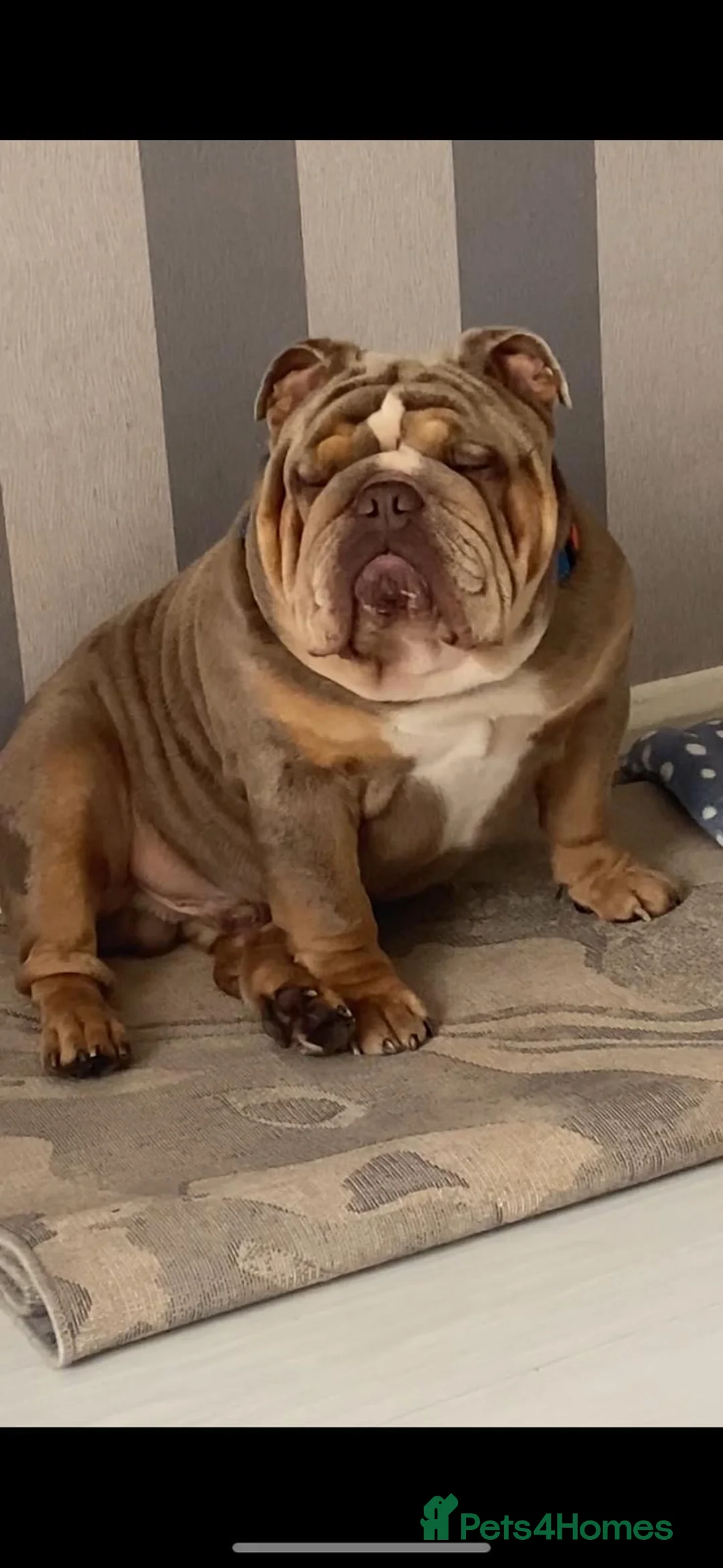 English Bulldog dogs for stud: King bear mcr - Advert 3