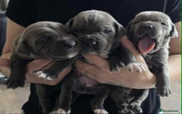 Cane Corso dogs for sale: Cane Corso Pups  - Image 1
