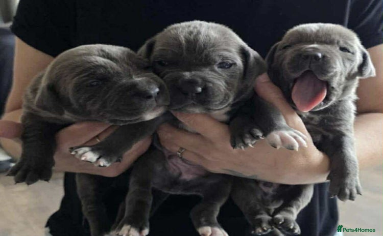 Cane Corso dogs - Advert 1
