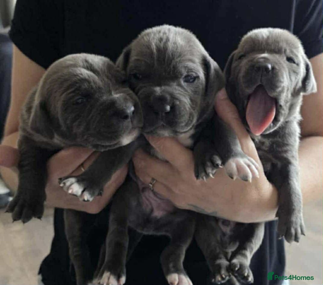 Cane Corso dogs for sale: Cane Corso Pups  - Image 1