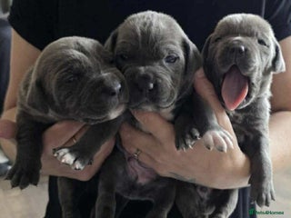 Cane Corso dogs - Advert 8