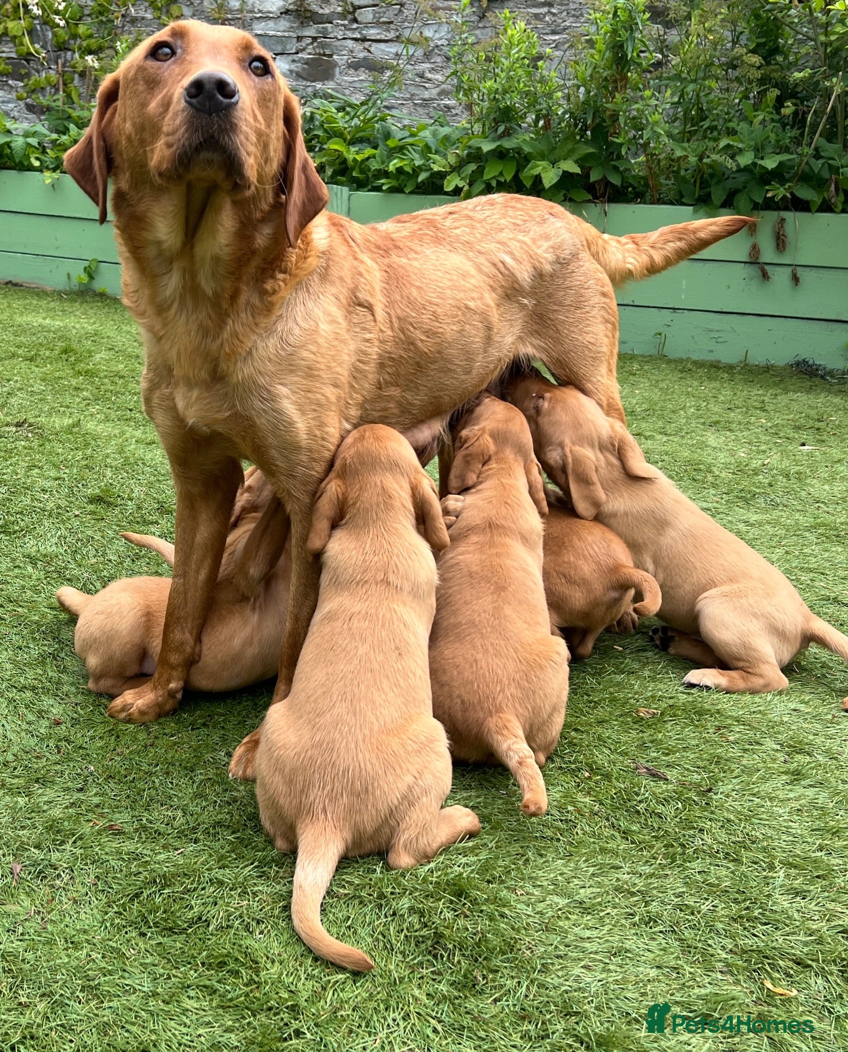 Labrador Retriever dogs kC reg fox red labs FTCH sired - Advert 2