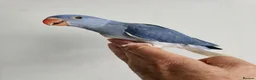 Mixed Breed birds for sale: Hand reard baby's  in Darlington - Advert 9