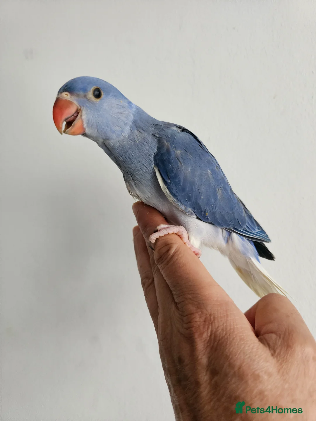 Mixed Breed birds for sale: Hand reard baby's  in Darlington - Advert 9