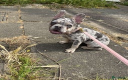 French Bulldog dogs for sale: French bulldog  - Image 3