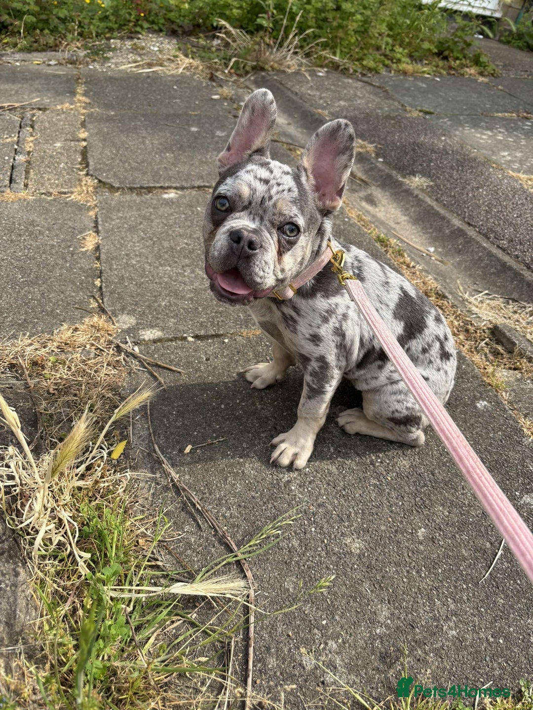 French Bulldog dogs for sale: French bulldog  - Image 3