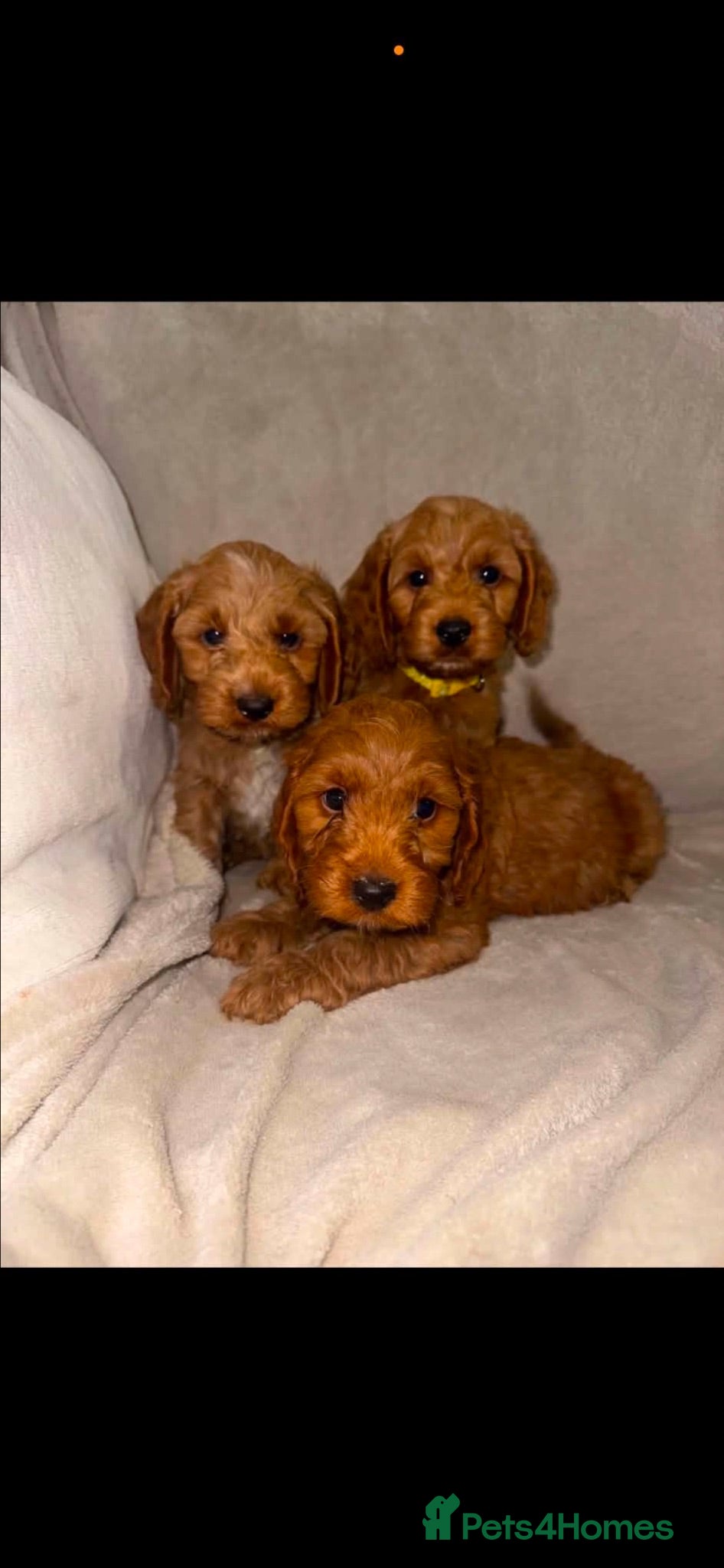 Cockapoo dogs Cockapoos 🏡🩷🩵 READY NOW  - Advert 14