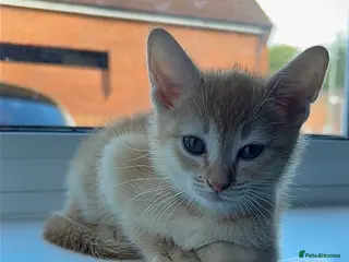 Abyssinian cats STUNNING ABYSSINIAN MIXED BABIES NEEDING HOMES - Advert 4