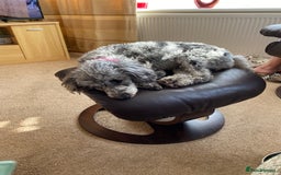 Miniature Poodle dogs for sale: Miniature poodle - Image 5