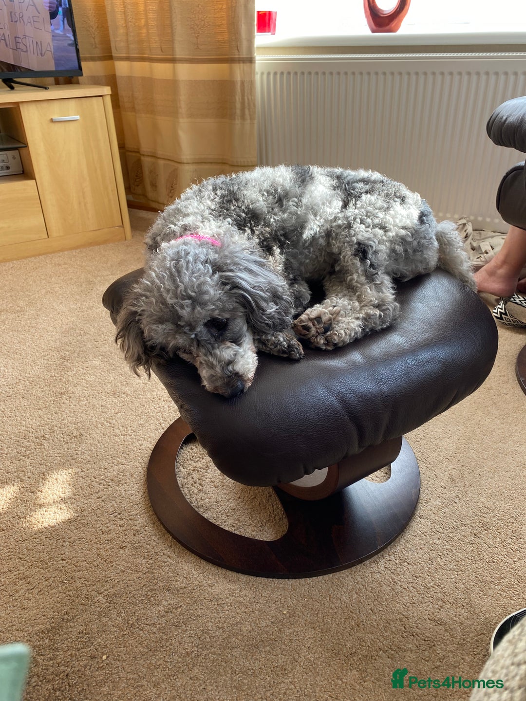 Miniature Poodle dogs for sale: Miniature poodle - Image 5