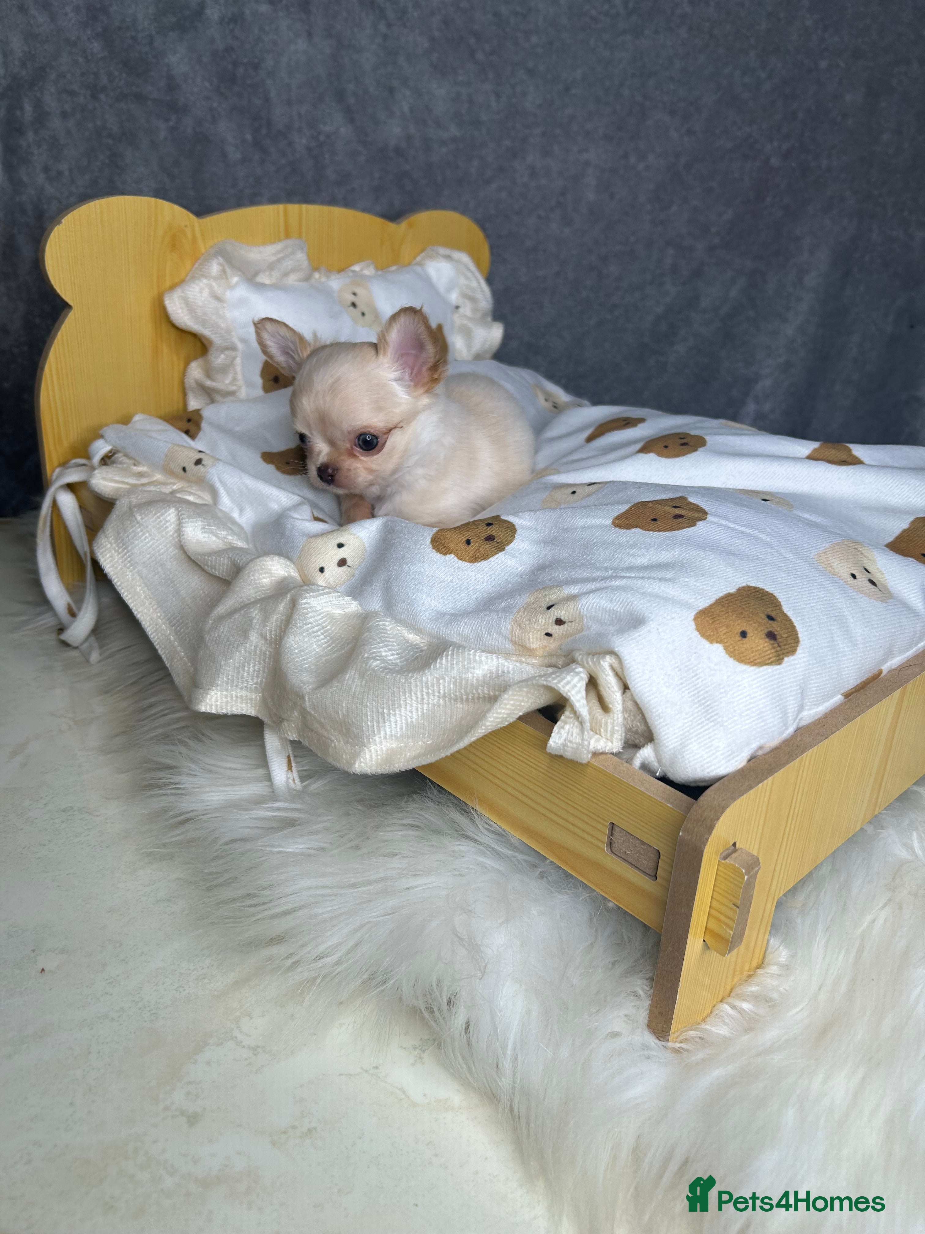 Chihuahua dogs Tiny cream Chihuahua boy KC  - Advert 21