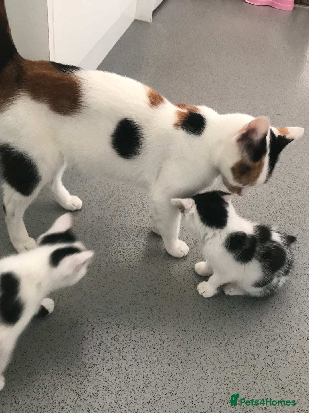 Mixed Breed cats for sale: Female kittens  - Image 2