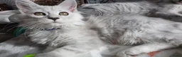 Maine Coon cats for sale: TICA REGISTERED GORGEOUS MAINE COONKITTENS - Advert 7