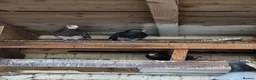Pigeons birds for sale: Pigeons for sale in Bradford - Advert 8