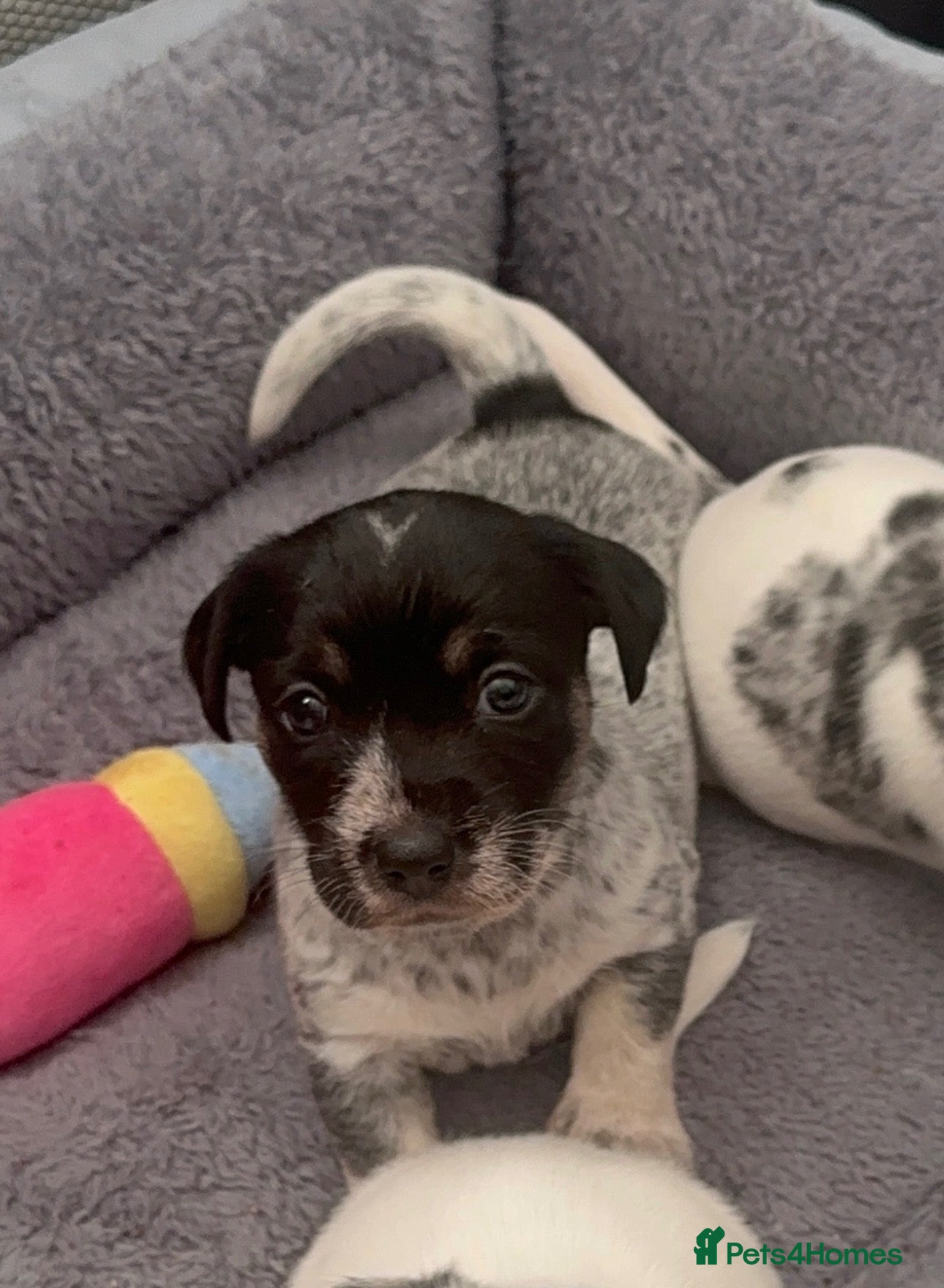 Mixed Breed dogs Mearl and speckled Sealyham terrier x pups  - Advert 9