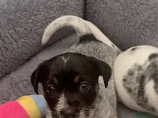 Mixed Breed dogs Mearl and speckled Sealyham terrier x pups - Advert 9