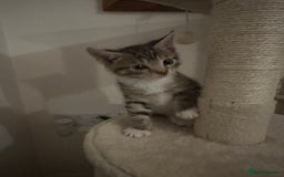 Mixed Breed cats for sale: Beautiful kittens - Image 6