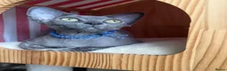 Devon Rex cats for sale: Our beautiful Devon Rex kittens are ready to move  - Advert 1