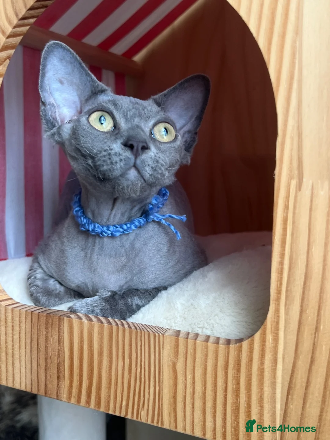 Devon Rex cats for sale: Our beautiful Devon Rex kittens are ready to move  - Advert 1