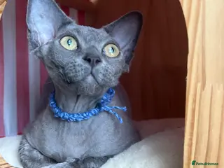 Devon Rex cats Our beautiful Devon Rex kittens are ready to move - Advert 4