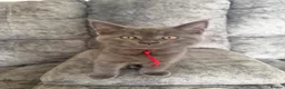 Maine Coon cats for sale: mainecoon x in Castleford - Advert 10
