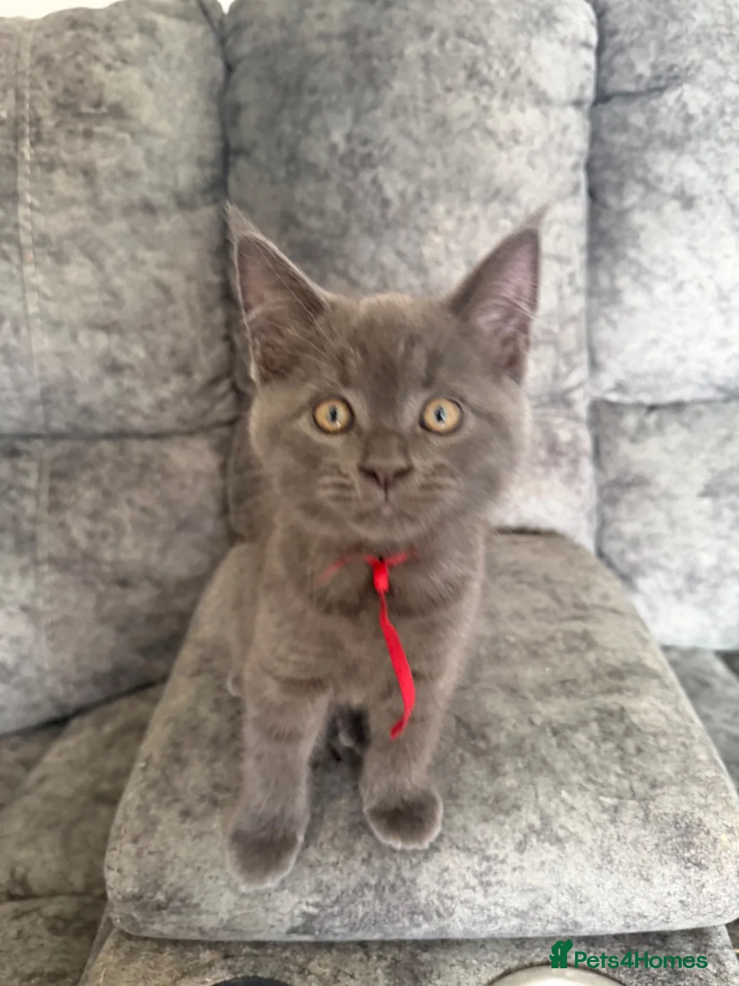 Maine Coon cats for sale: mainecoon x in Castleford - Advert 10