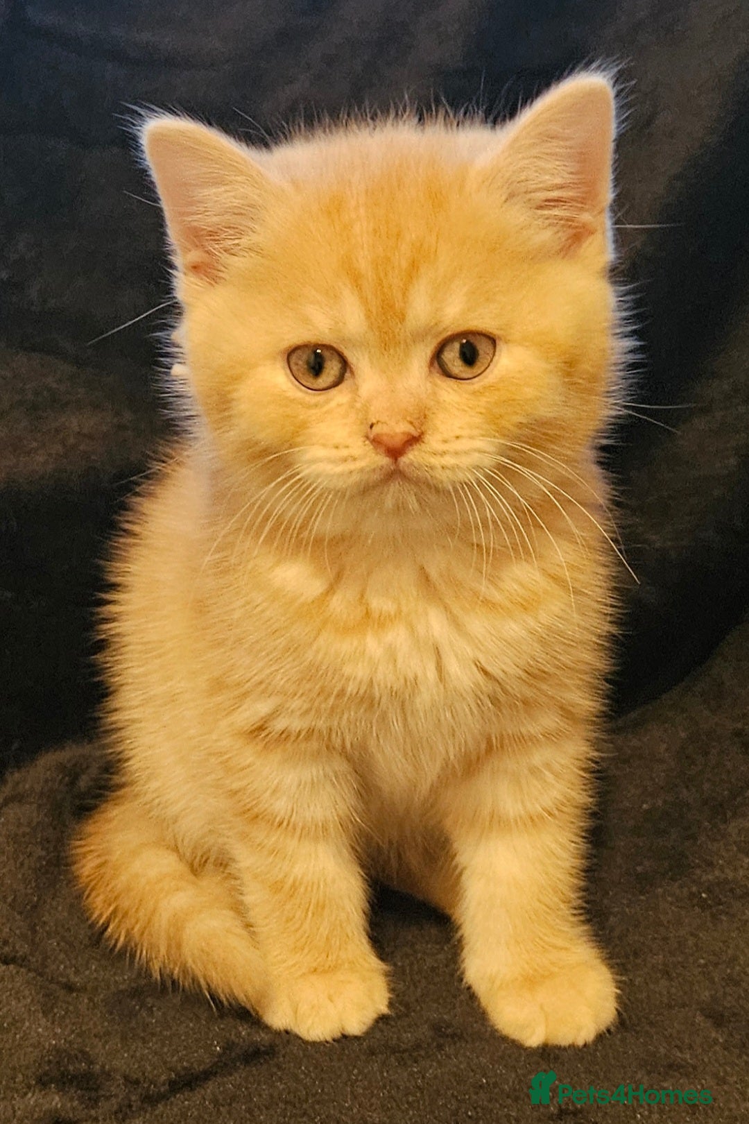 British Shorthair cats for sale: ✨British Shorthair Pedigree Kittens ✨ - Image 8