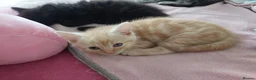 Mixed Breed cats for sale: Gorgeous Loving Kittens Looking for Forever Homes  in Slough - Advert 13