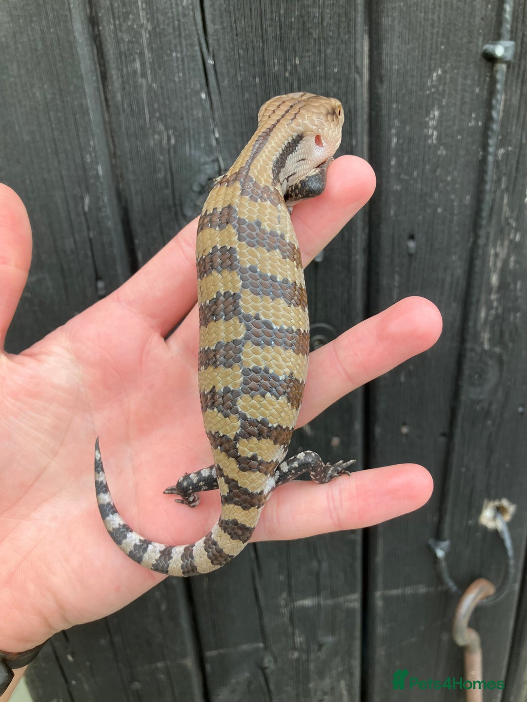 Skink reptiles for sale: Baby Blue Tongue Skinks - Image 5
