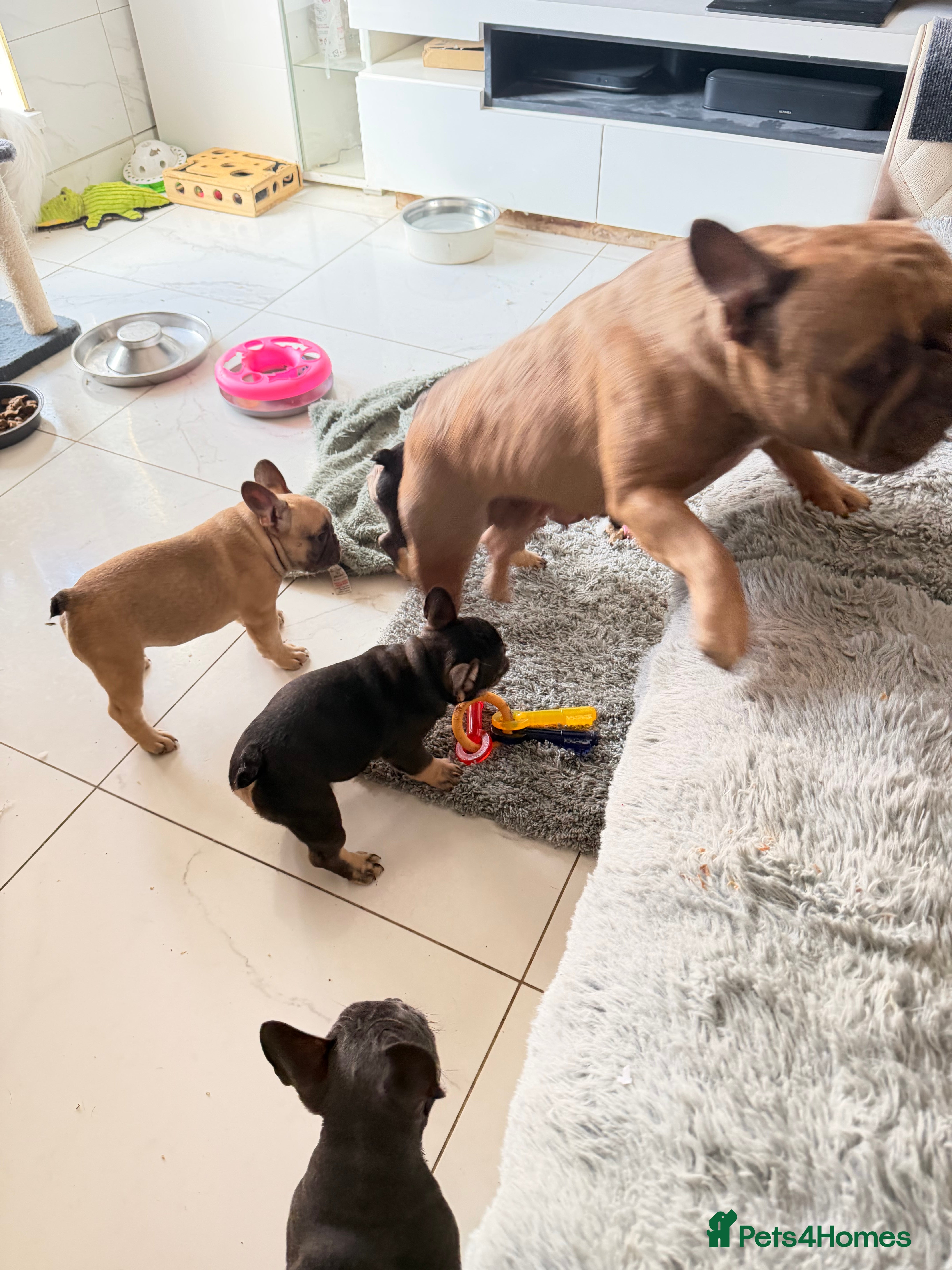 French Bulldog dogs French Bulldog Puppies Ready for Forever Home - Advert 2