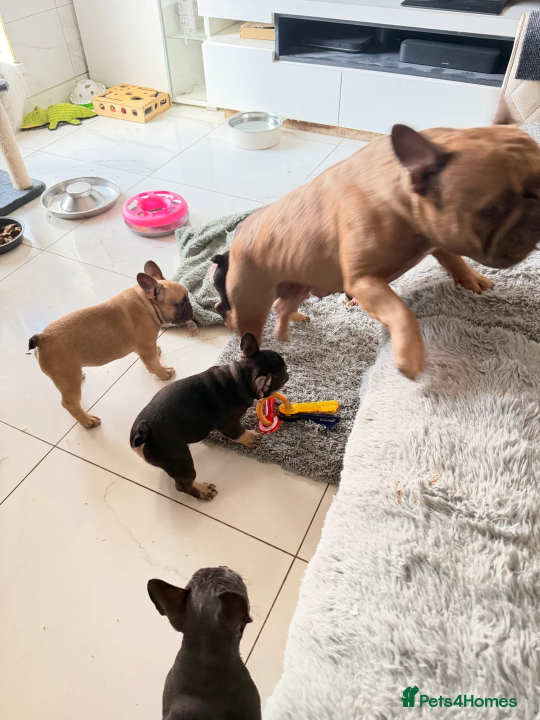 French Bulldog dogs for sale: French Bulldog Puppies Ready for Forever Home - Advert 2