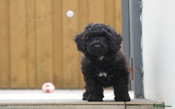 Poochon dogs for sale: F1 Poochon puppy for sale - Image 19